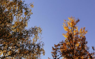 Supporting Your Mental Health Needs with Self-Care
